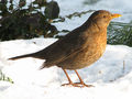 Samica kosa. Fot: Darkone, źródło: http://commons.wikimedia.org/wiki/File:Turdus_merula_female_%28d1%29.jpg, dostęp: 29.05.14
